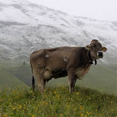 Wetterchaos in Österreich
