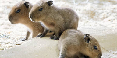 Süße Wasserschweine- Babys in Schönbrunn