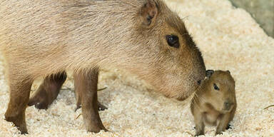 Süße Wasserschweine- Babys in Schönbrunn
