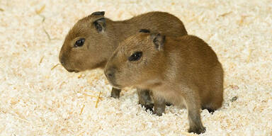 Süße Wasserschweine- Babys in Schönbrunn