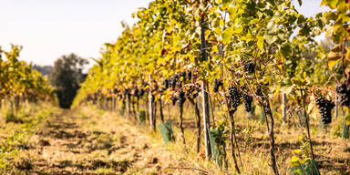 OÖ-Wein auf Erfolgskurs: Qualität, Regionalität und neue Trends