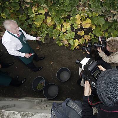 Weinlese mit Michal Häupl