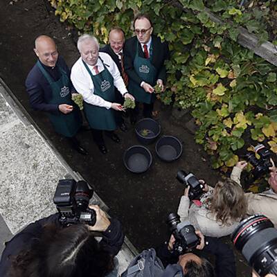 Weinlese mit Michal Häupl