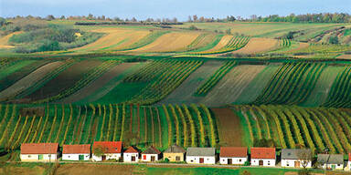 Weinherbst in Niederösterreich