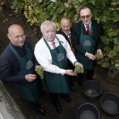 Weinlese mit Michal Häupl