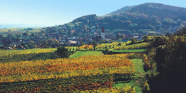 Weinherbst in Niederösterreich