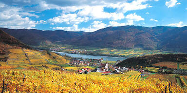 Weinherbst in Niederösterreich