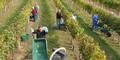 Weinernte 2013 war okay