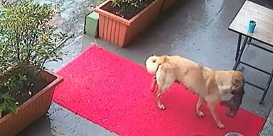 Die Hundemama rettet ihren Welpen