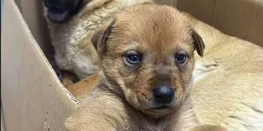 Helden-Mama und ihr kleiner Welpe