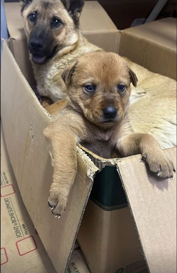 Helden-Mama und ihr kleiner Welpe