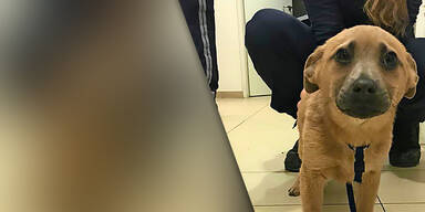 Welpen-Handel auf Spielplatz