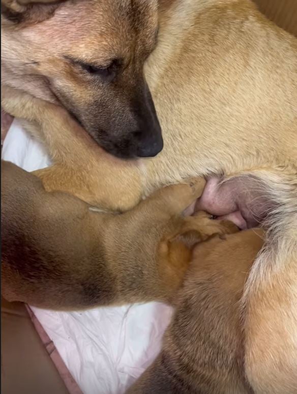 Hunde-Mama und ihre geretteten Welpen