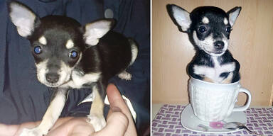 Hunde-Welpen in Tasse gestopft