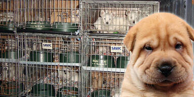 Welpen Tiertransport Hunde