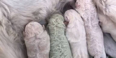 Sensation: Grüner Hund in Italien geboren