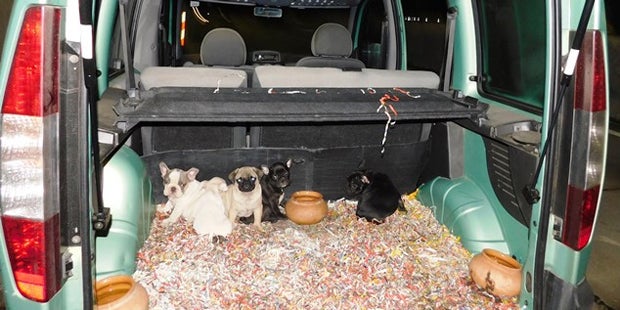 46 Schmuggel-Welpen: So geht es Hunden