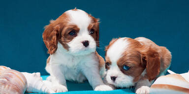 Einbrecher t&ouml;ten f&uuml;nf Hunde-Babys