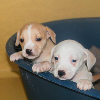 13 Welpen vor der Mafia gerettet