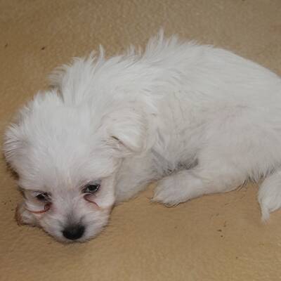 13 Welpen vor der Mafia gerettet