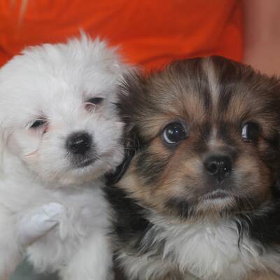 13 Welpen vor der Mafia gerettet