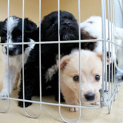 13 Welpen vor der Mafia gerettet