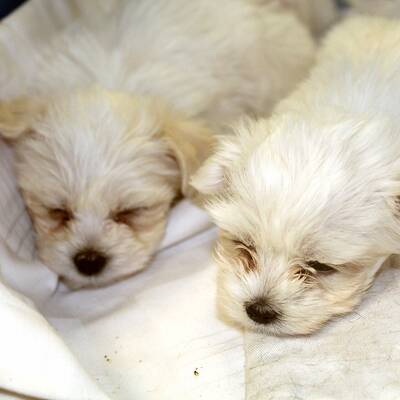 13 Welpen vor der Mafia gerettet