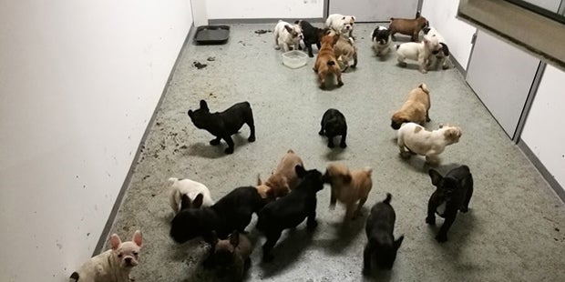 46 Schmuggel-Welpen: So geht es Hunden