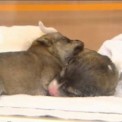 6 Hundebabys gefunden