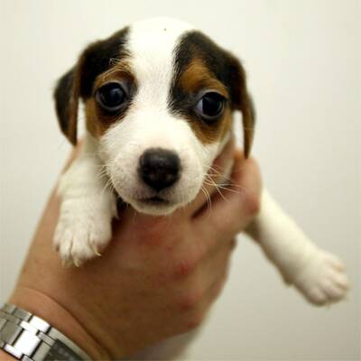 Slowakische Hundwelpen