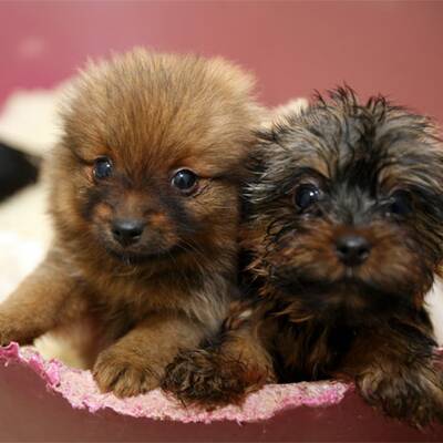 Slowakische Hundwelpen