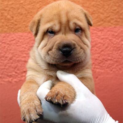 Slowakische Hundwelpen