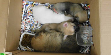 46 Schmuggel-Welpen: So geht es Hunden