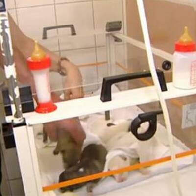 6 Hundebabys gefunden