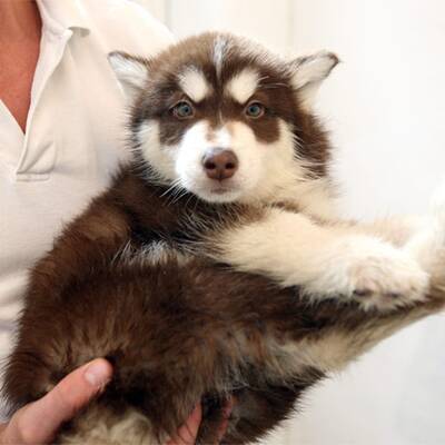 Slowakische Hundwelpen