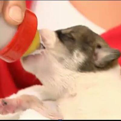 6 Hundebabys gefunden