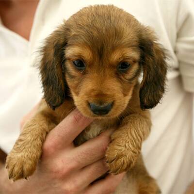 Slowakische Hundwelpen