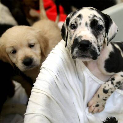 Slowakische Hundwelpen