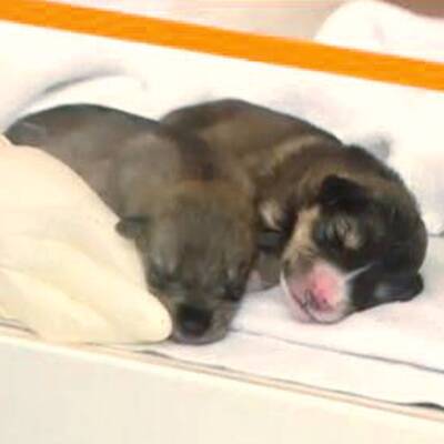 6 Hundebabys gefunden