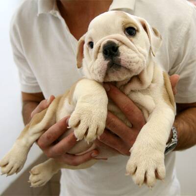 Slowakische Hundwelpen