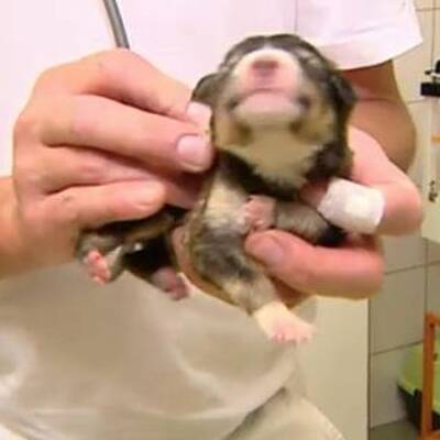 6 Hundebabys gefunden