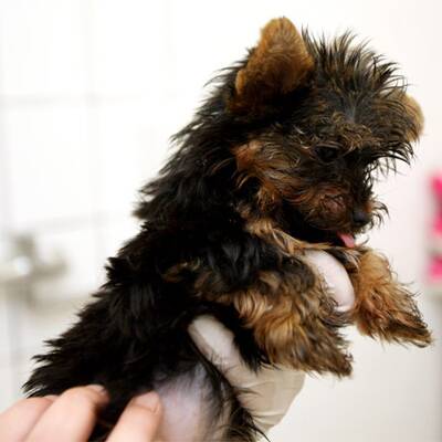 Slowakische Hundwelpen