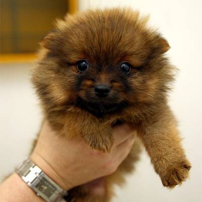 Slowakische Hundwelpen