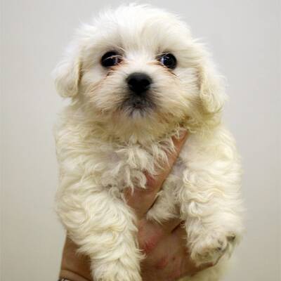 Slowakische Hundwelpen