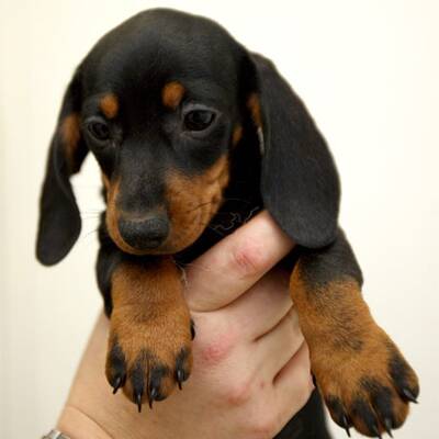 Slowakische Hundwelpen