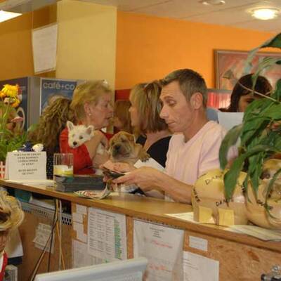 Die süßen Hundewelpen kriegen neue Besitzer