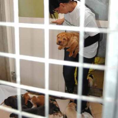 Die süßen Hundewelpen kriegen neue Besitzer