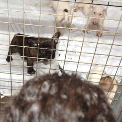 Die süßen Hundewelpen kriegen neue Besitzer