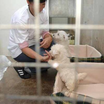 Die süßen Hundewelpen kriegen neue Besitzer