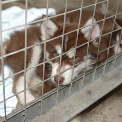 Die süßen Hundewelpen kriegen neue Besitzer